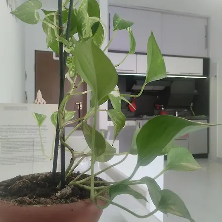 Ninfea Apartament Pescara