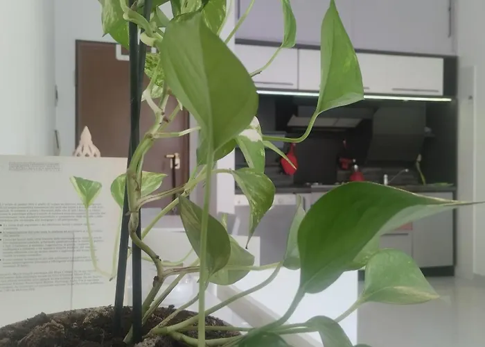 Ninfea Daire Pescara