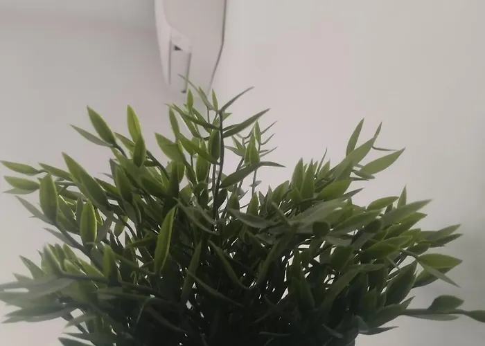 Ninfea Daire Pescara